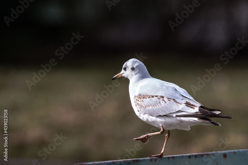 Close-up photo of a gull. Isolated bird on neutral dark green background. Black-headed gull, Chroicocephalus ridibundus