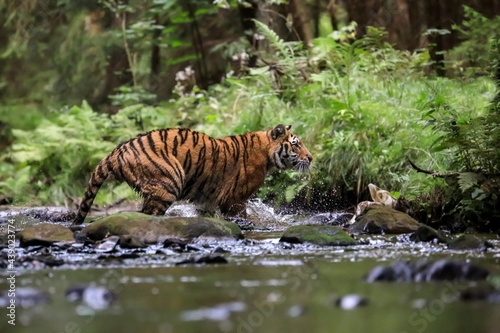 The largest cat in the world, Siberian tiger, hunts in a creek amid a green forest. Top predator in a natural environment. Panthera Tigris Altaica. photo