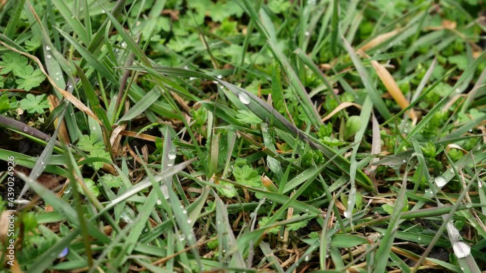 Fresh green grass with dew drops clips, dew drops on green grass footage. Green outdoor nature close up Fresh green grass with dew drops clips, dew drops on green grass footage. Green outdoor nature close up