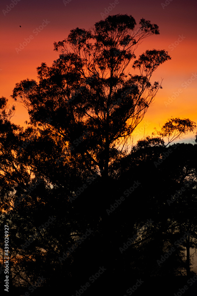 arboles en un amanecer colorido. arboles en contraste al cielo anaranjado arboles en un amanecer colorido. arboles en contraste al cielo anaranjado