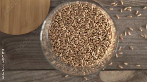 Wheat weevil Sitophilus granarius in a jar of wheat. The grain pest moves over the damaged grain. A pest of stored crops, affecting several crops. Pest control concept. Cereals. Gain crops storage photo