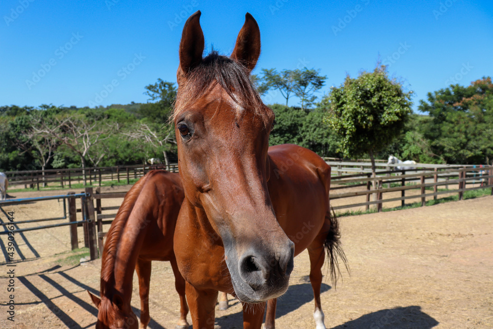 close-up photo of a brown horse in a fenced pasture
close-up photo of a brown horse in a fenced pasture
