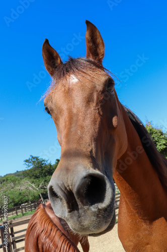 portrait of a funny brown horse in a fenced pasture 