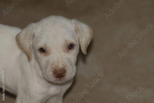 Cachorro labrador jugando en su hogar