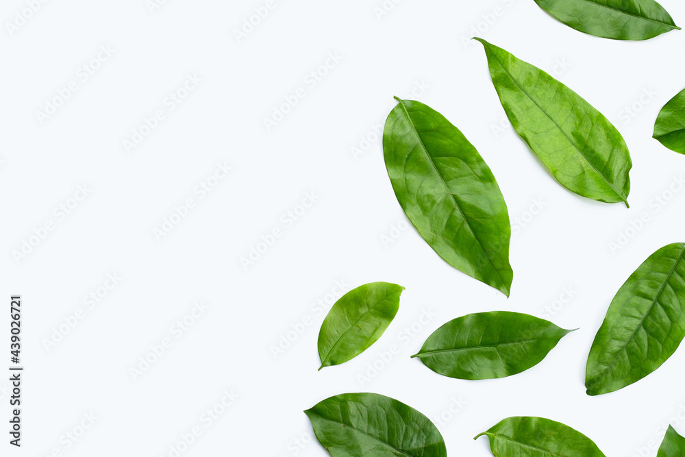 Baegu or Melinjo leaves on white background.