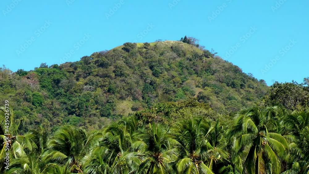 Palm forest with a mountain in the background Palm forest with a mountain in the background