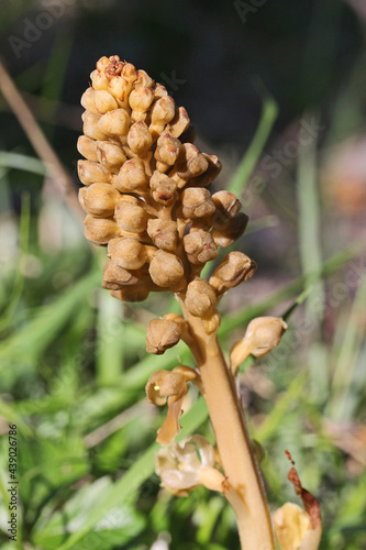 curiosa orchidea spontanea priva di clorofilla (Neottia nidus-avis) photo