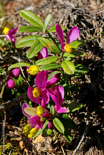 poligala falso bosso a fiore rosso (Polygala chamaebuxus) photo