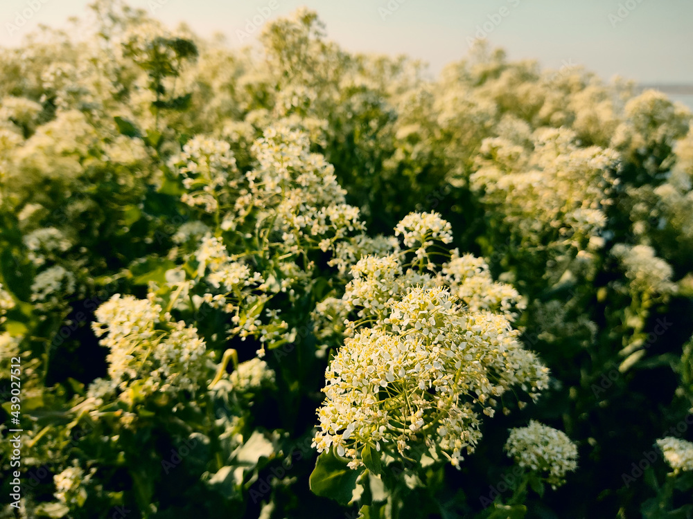 blooming bush with white blossoms