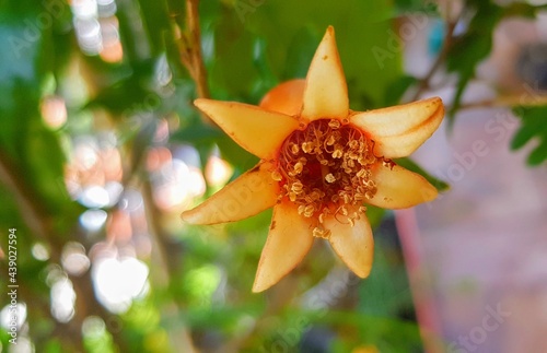 Pomegranade flower