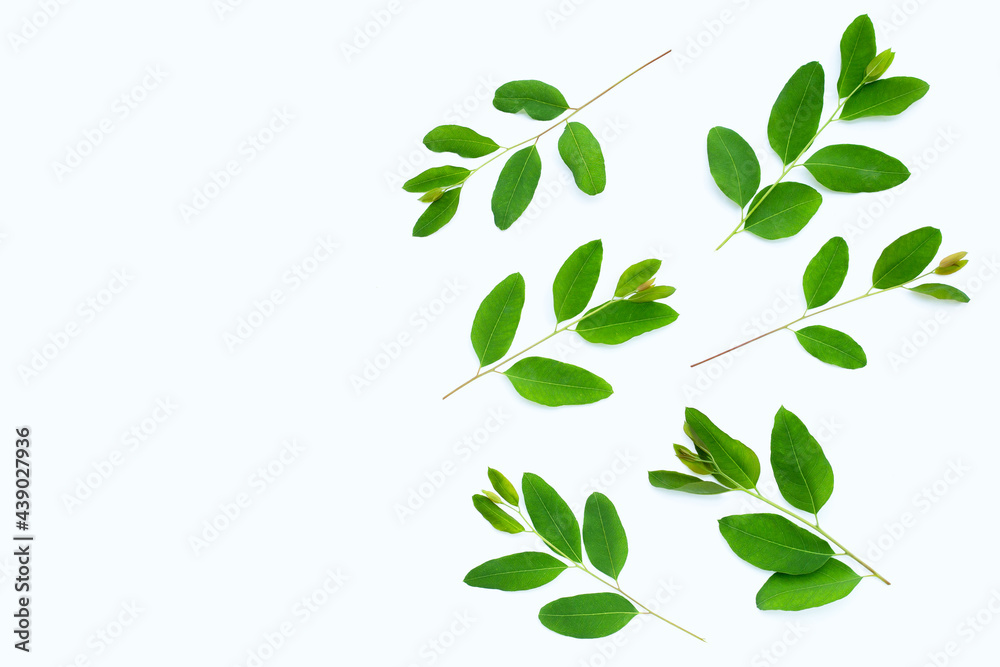 Obraz premium Eucalyptus leaves on white