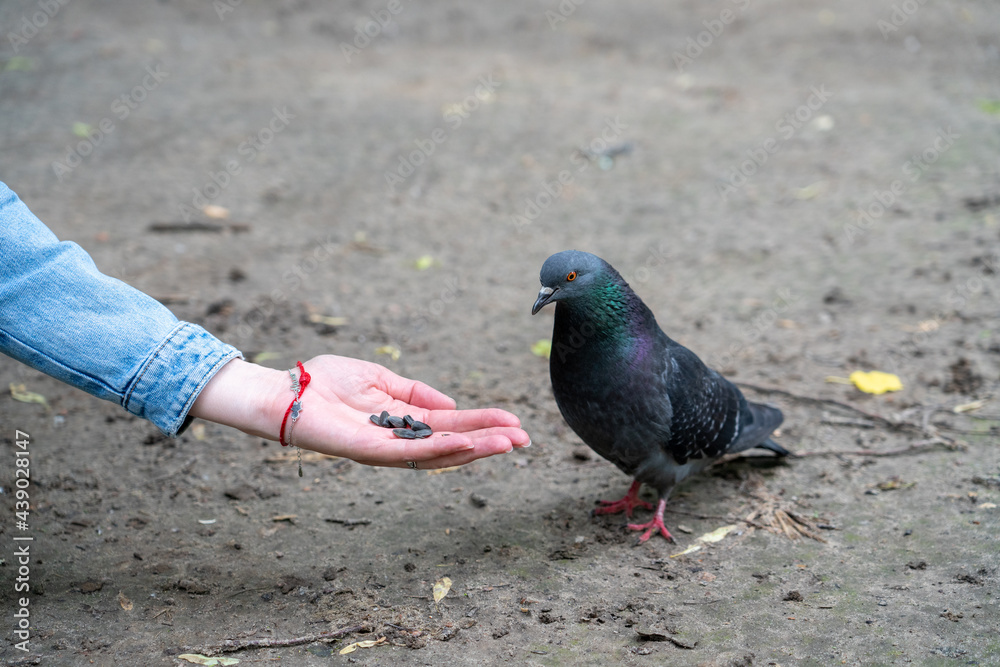 Obraz premium pigeon eats from hand