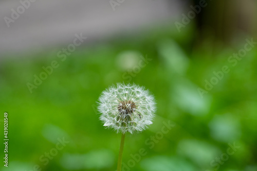 fluffy dandelion head on a strongly blurred green background in the park