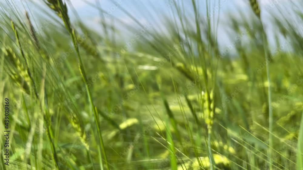 Green wheat stalks blow in the wind. Natural Wheat field. Bueutiful nature wheat field with blue sky and clouds in sunny day Green wheat stalks blow in the wind. Natural Wheat field. Bueutiful nature wheat field with blue sky and clouds in sunny day