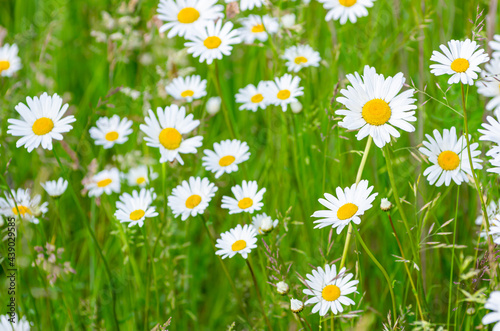 ex-eye daisies (Leucanthemum vulgare) in meadow grass field