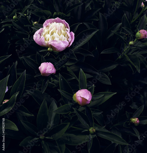 Fototapeta Naklejka Na Ścianę i Meble -  Colorful peonies flower for banner concept