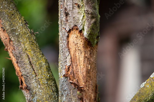 traces of the bark beetle under the bark of an old tree
