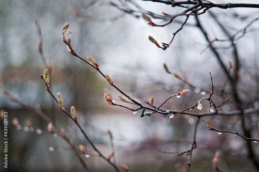 Spring tree branches with raindrops 2941.