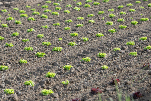 young salad plants on a field in a row