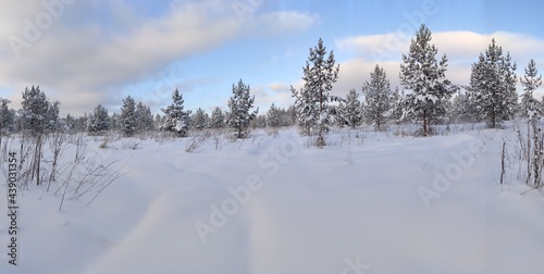 Winter landscape of a snow-covered field with young Christmas trees 304