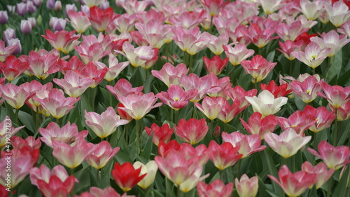 Fully bloomed tulips in Garvin Woodland Gardens  Hot Springs  AR  USA  2011 03