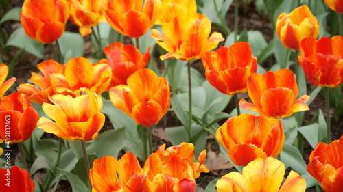 Wallpaper Mural Fully bloomed tulips in Garvin Woodland Gardens, Hot Springs, AR, USA 
2011/03 Torontodigital.ca
