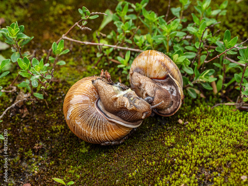 The process of copulation in Edible snail or escargot (Helix pomatia).