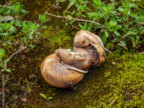 The process of copulation in Edible snail or escargot (Helix pomatia).