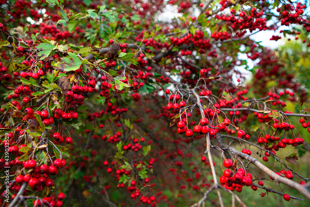 Hawthorn tree with red berries in autumn Hawthorn tree with red berries in autumn