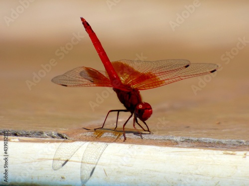 Libellule, demoiselle en gros plan photo