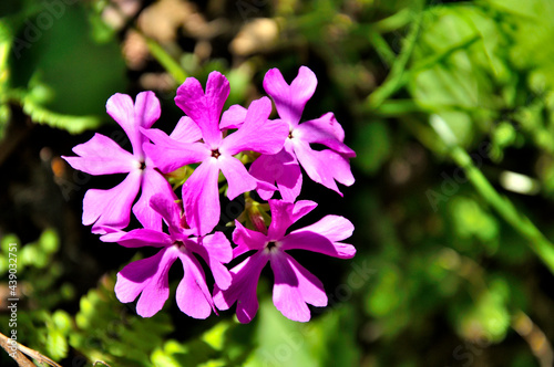 奥秩父の両神山にてサクラソウの花