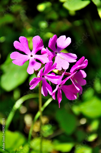 奥秩父の両神山にてサクラソウの花