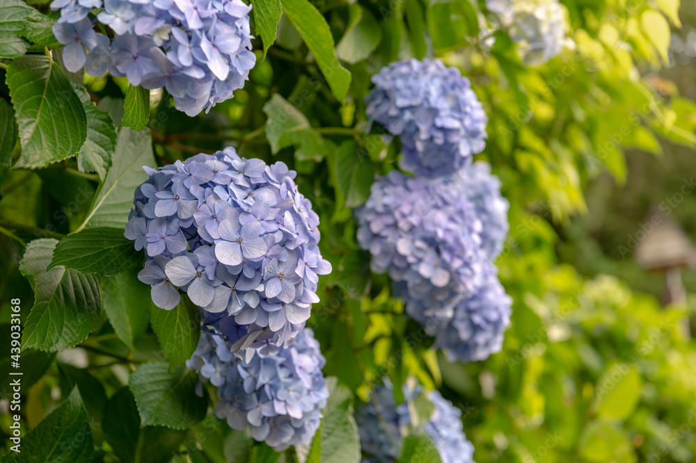 東京都北区王子に咲くたくさんの紫陽花 東京都北区王子に咲くたくさんの紫陽花