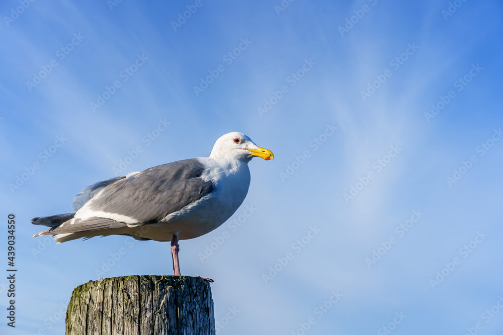 seagull on the wooden post against blue sky seagull on the wooden post against blue sky
