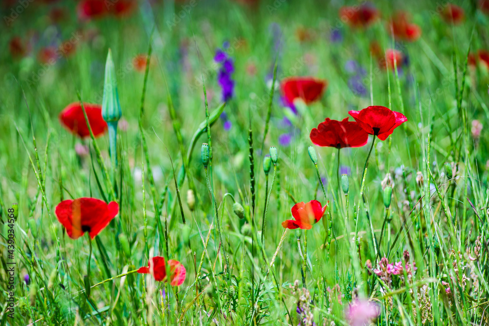 Fototapeta premium Summer background in poppy field