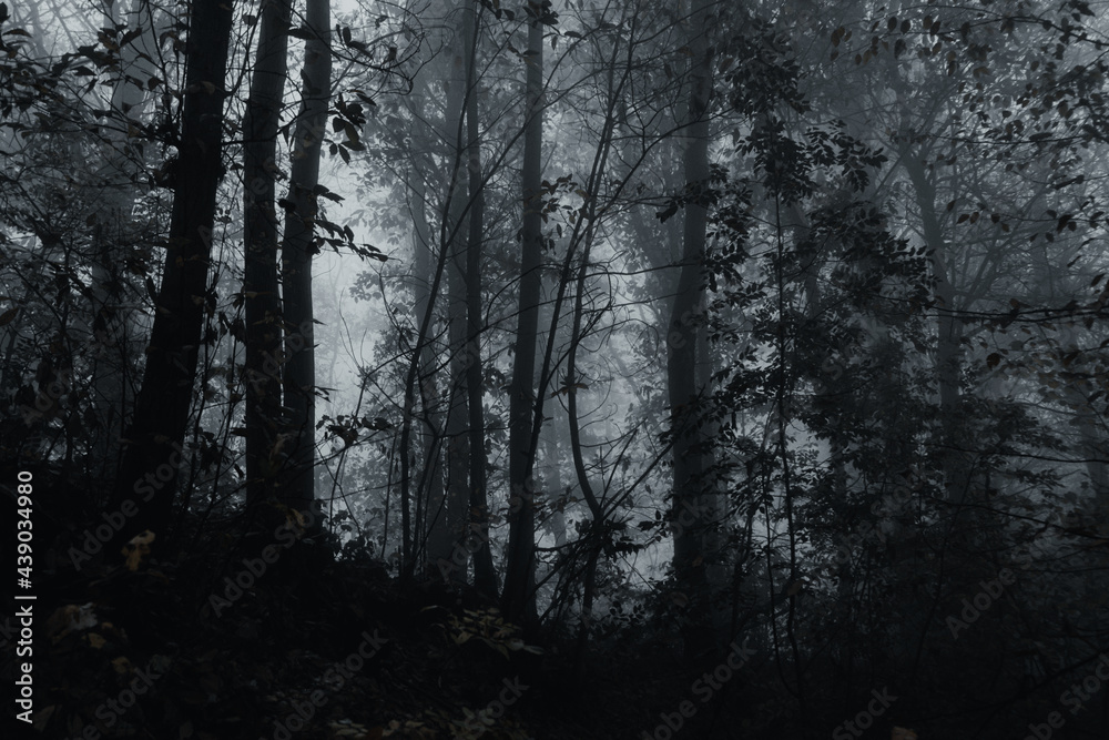 Fototapeta premium foresta