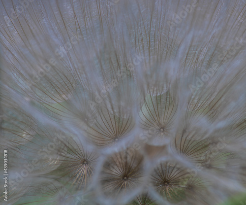 Summer background with dandelion