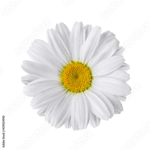 White chamomile flower isolated on white background