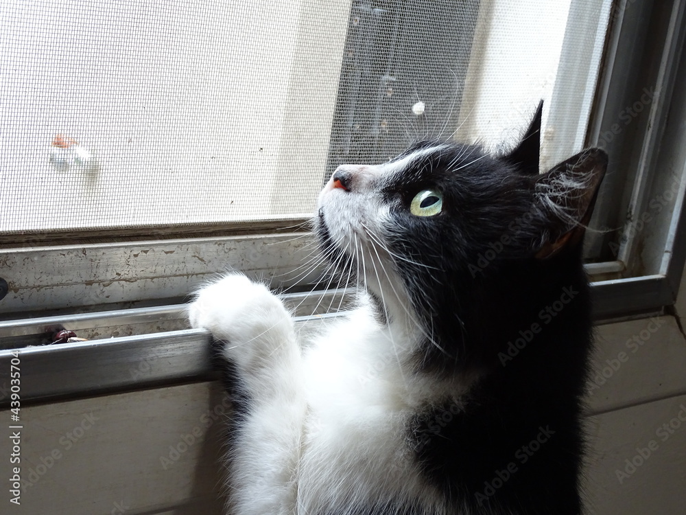 gato negro y blanco mirando por una ventana parado sobre las patas de adelante ojos verdes pupila vertical