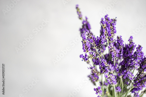 Summer background with laverder flowers