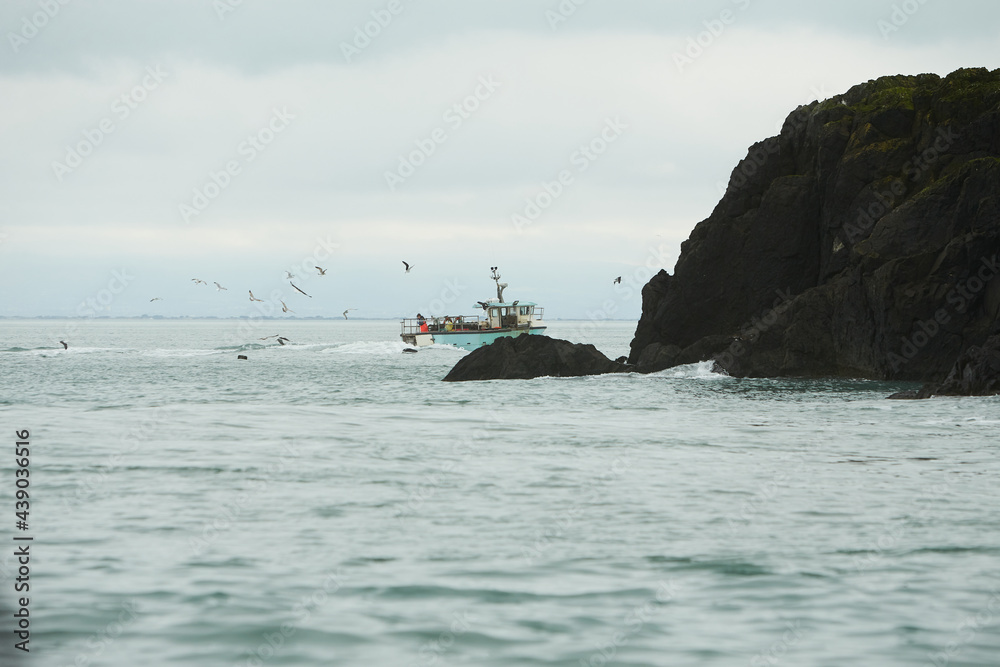 Fototapeta premium Fishing boat surrounded by black-headed gulls in the sea.