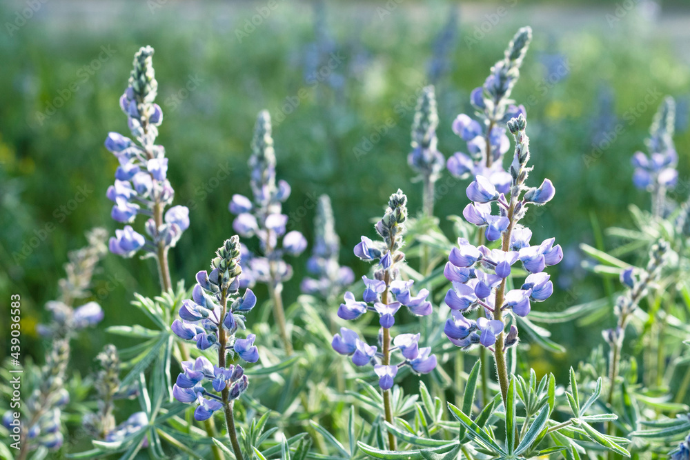 Obraz premium Mountain Flowers