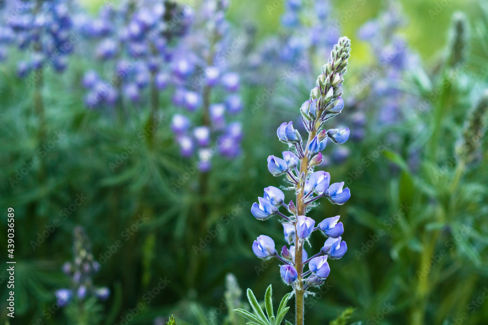 Mountain Flowers Mountain Flowers
