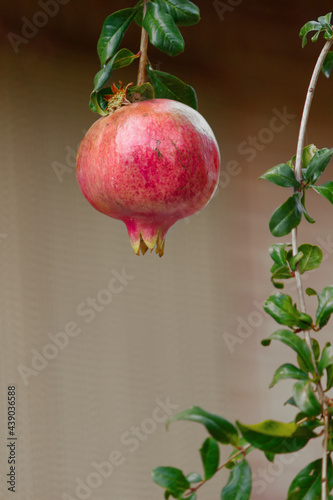pomegranate hanging on a branch on a uniform background