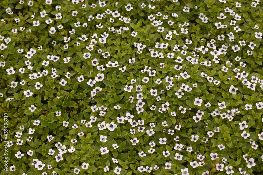 Fototapeta premium Cornus suecica, the dwarf cornel or bunchberry wallpapers 3