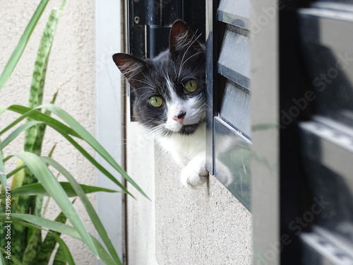 gato blanco y negro en el la parte exterior de una ventana negra