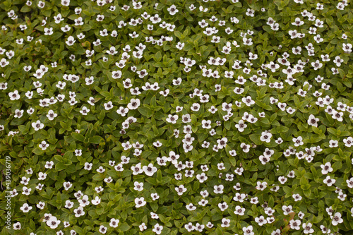 Cornus suecica  the dwarf cornel or bunchberry wallpapers 3