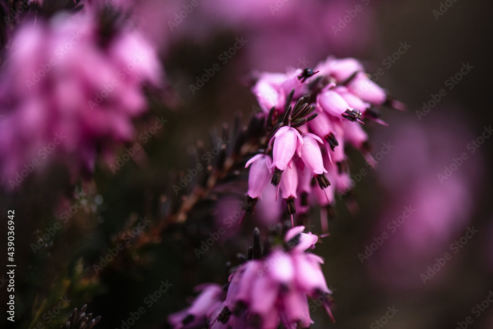 Garden Heather