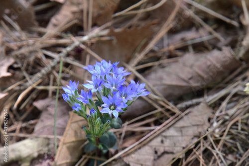 자연에 핀 파란 야생화 꽃 구슬붕이, Gentiana squarrosa