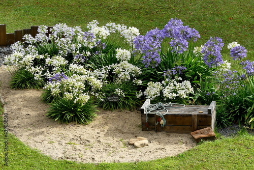 massif  d'agapanthes blanches et bleues en fleurs dans un jardin d'été  
